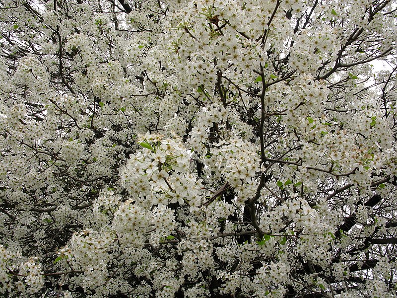File:White-flowering-pear - West Virginia - ForestWander.jpg